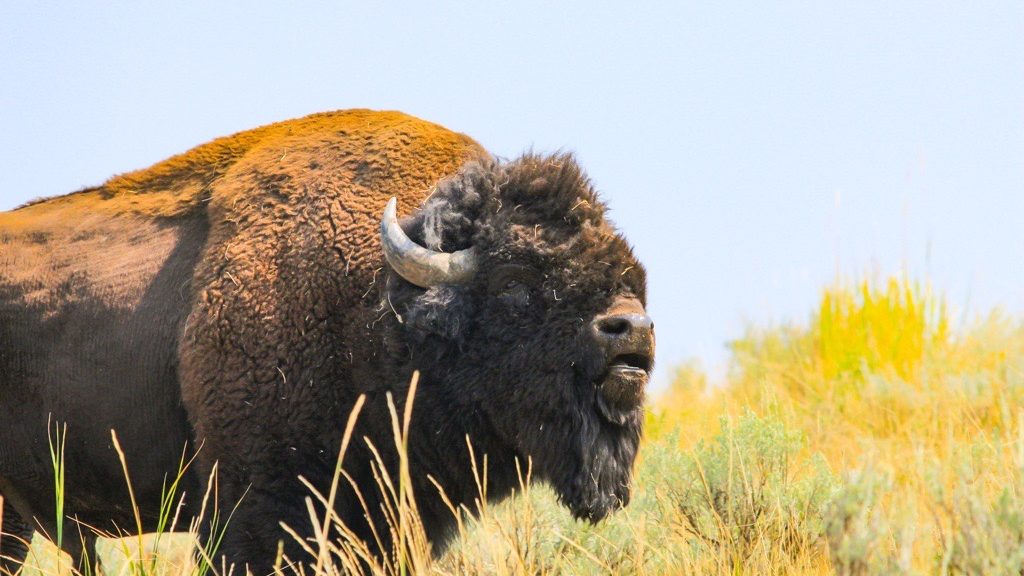 Two people have been gored by bison at Yellowstone National Park in less than a week. An expert at ...
