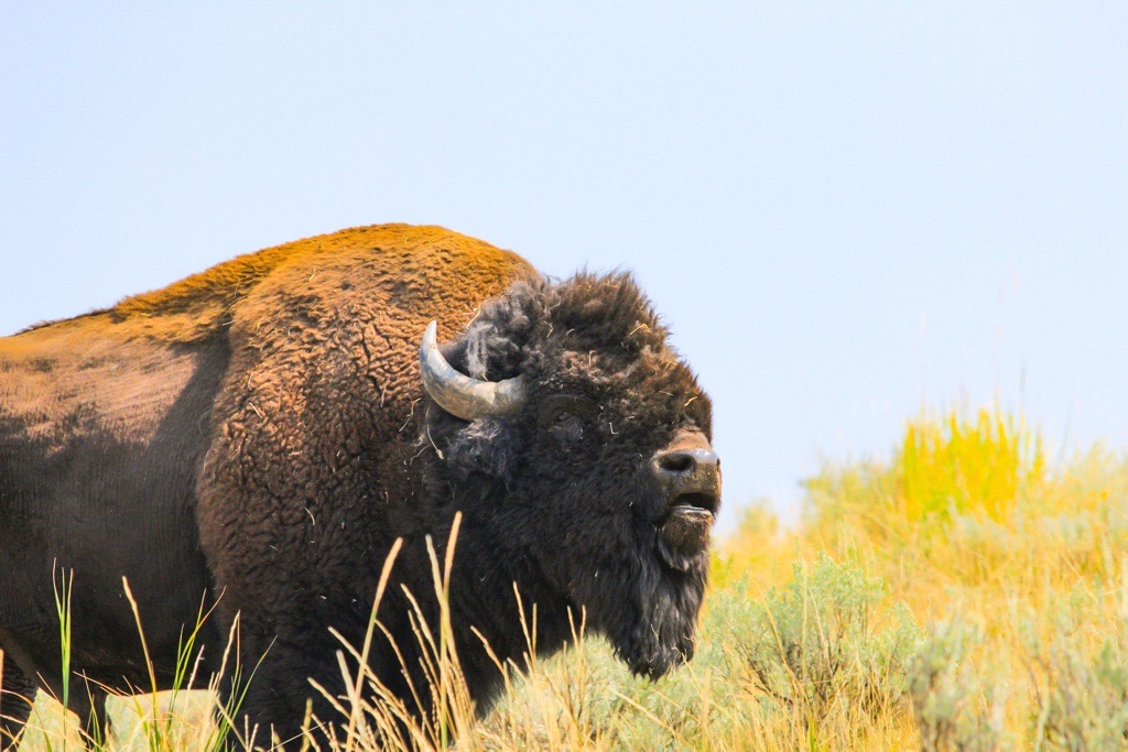 Two people have been gored by bison at Yellowstone National Park in less than a week. An expert at ...