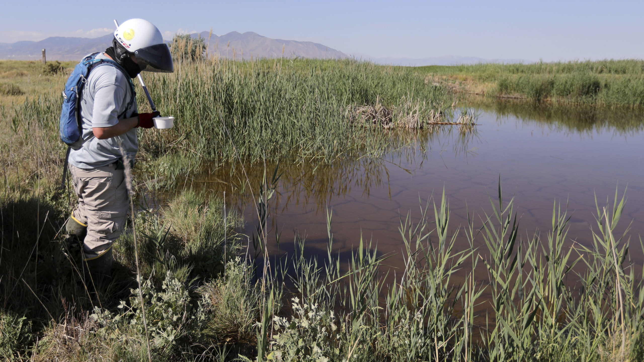 a person collects mosquitoes at a pond in utah to test for west nile virus...