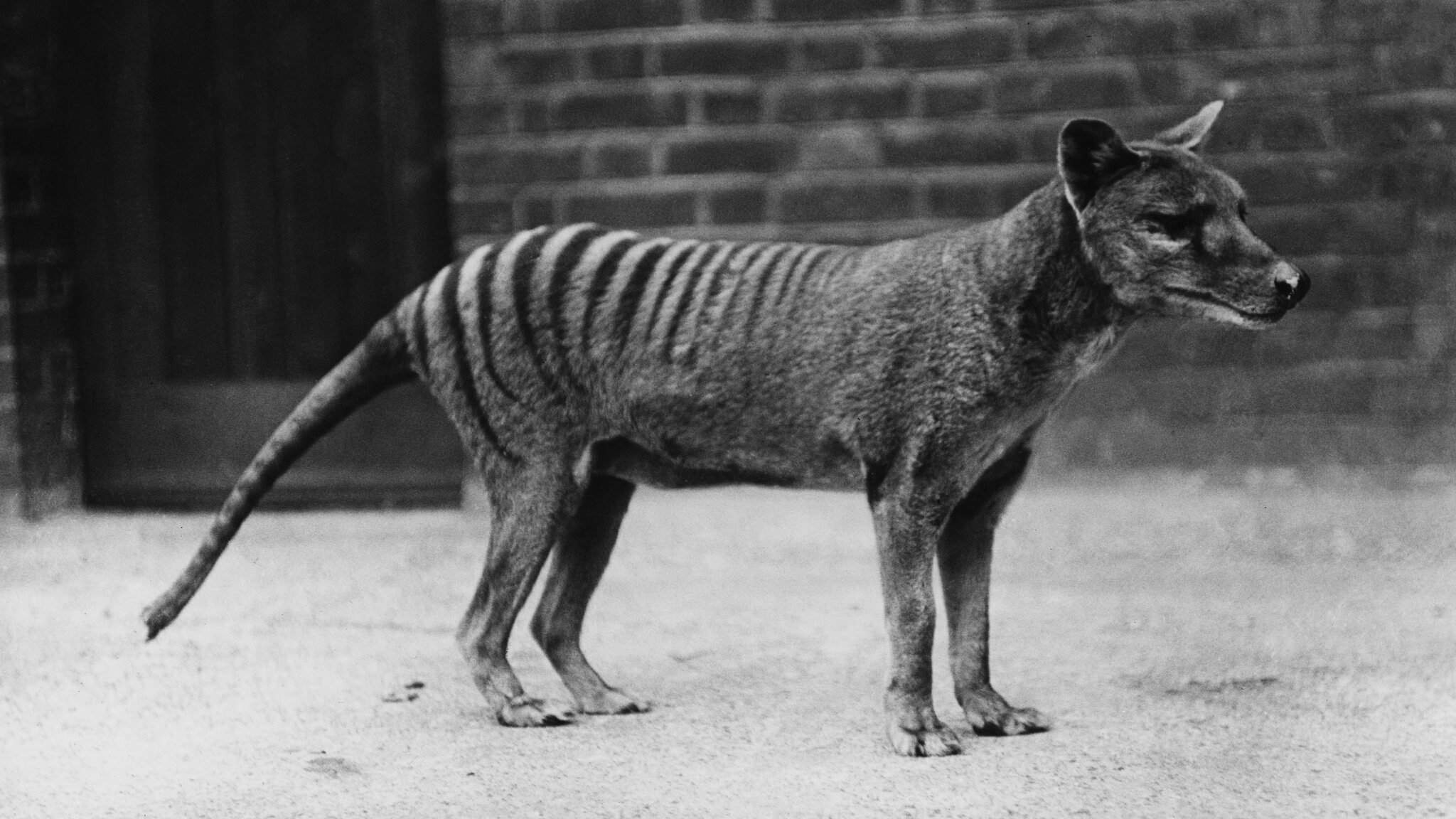 A thylacine in captivity in the early 20th century. Credit: Popperfoto via Getty Images...