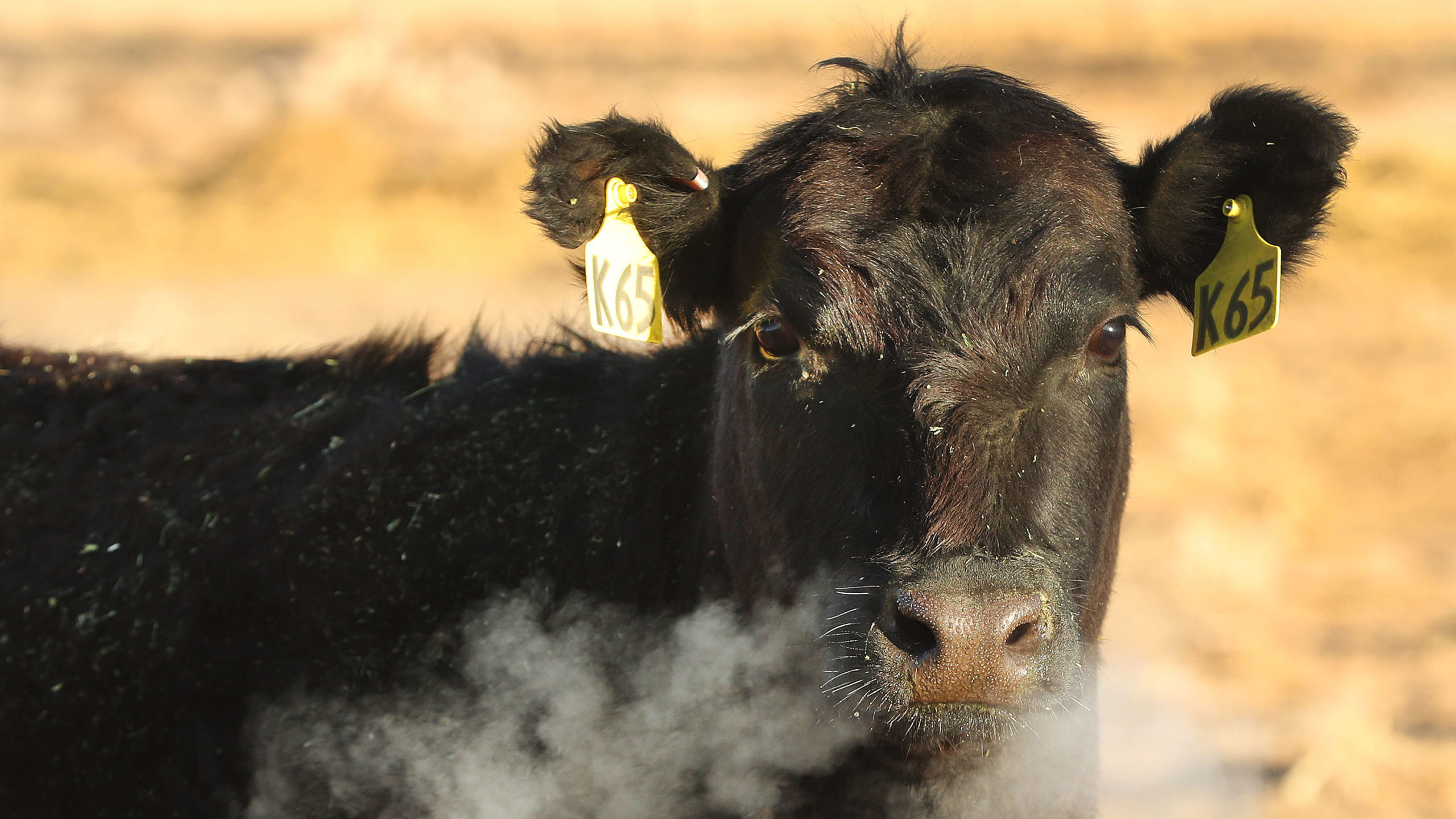A black cow is pictured. Three cows have been killed in Juab County...