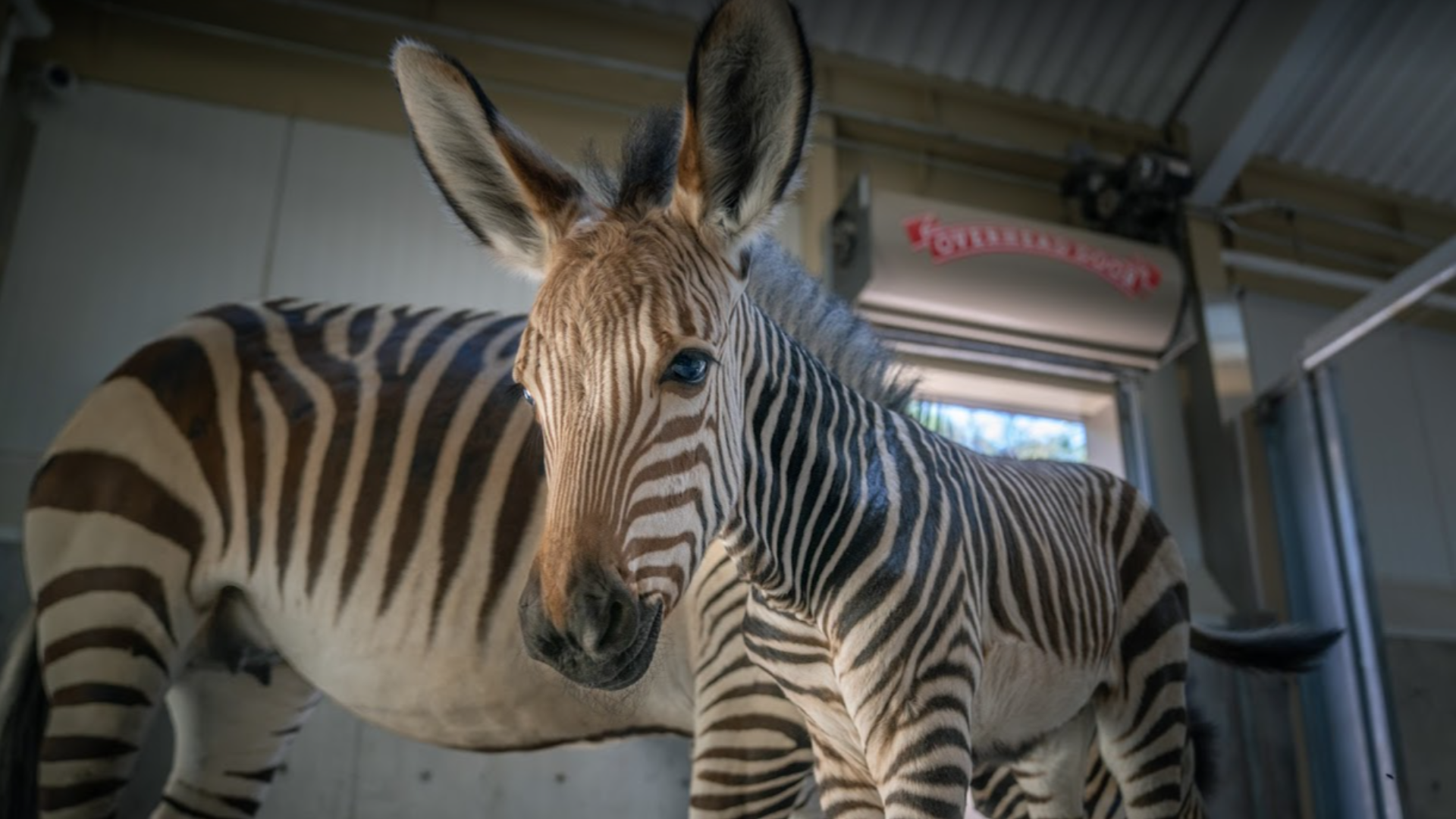 the new hogle zoo zebra baby is pictured in front of his mom....