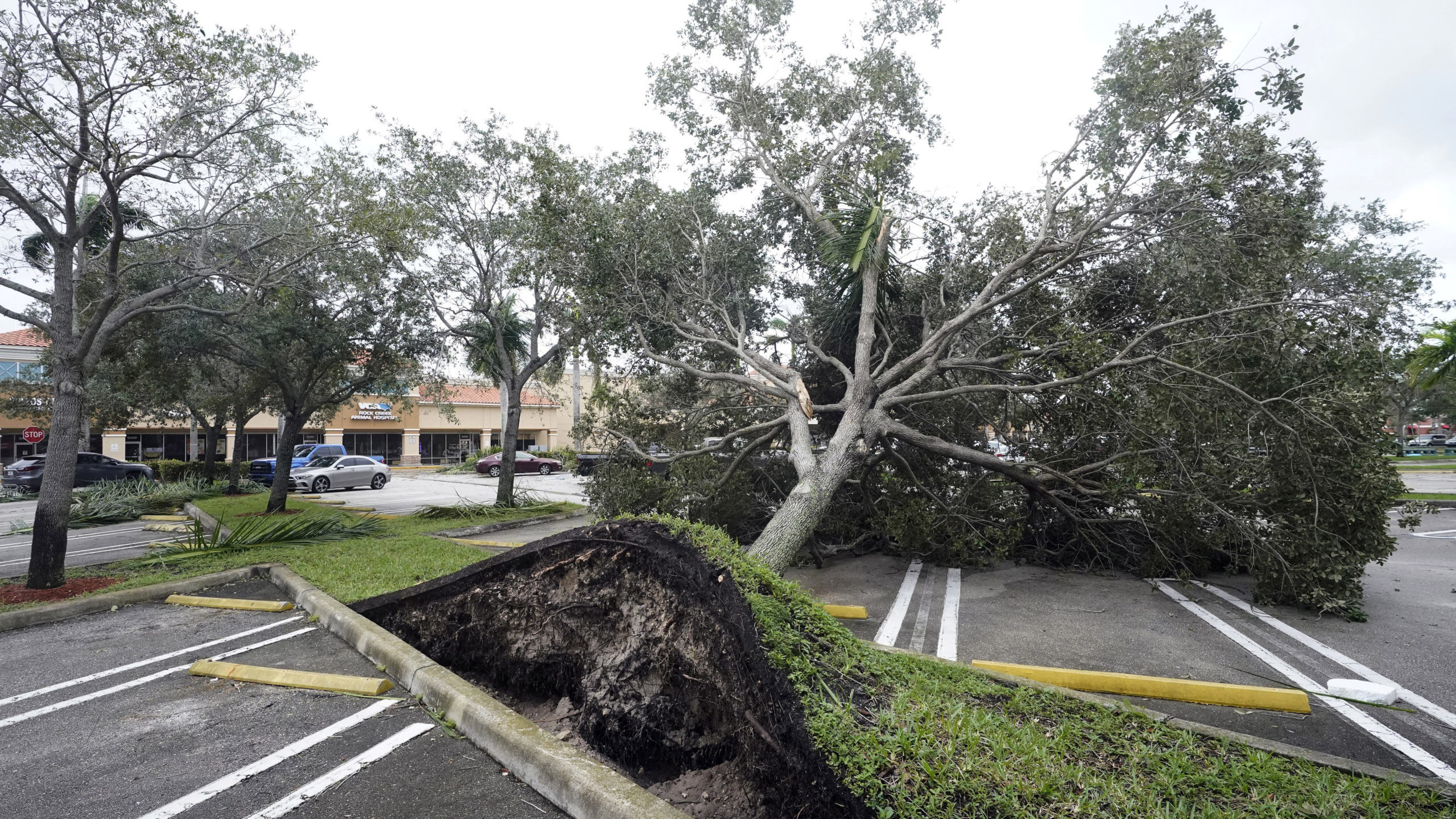 An uprooted tree, toppled by strong winds from the outer bands of Hurricane Ian, rests in a parking...