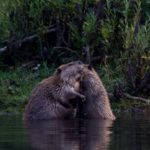Beavers rescued and released in Uintas to rebuild Carter Creek