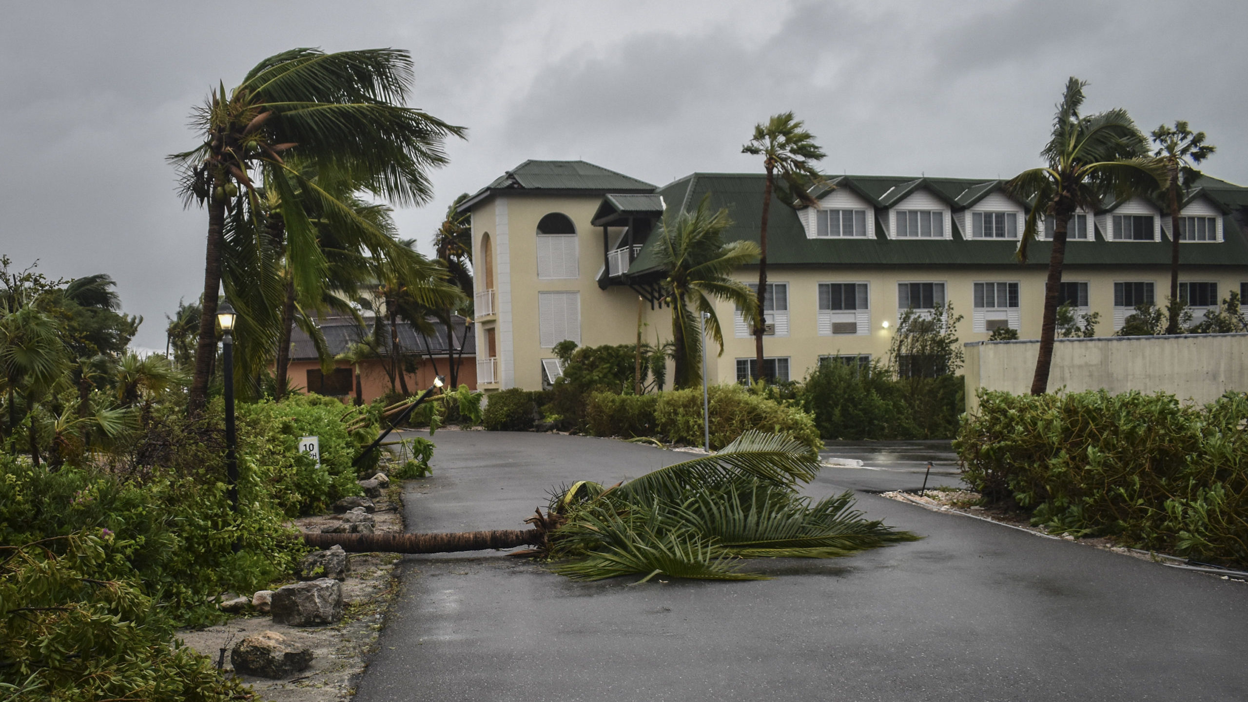 Fallen palm trees lay over the Ports of Call Resort entrance after the passage of Hurricane Fiona i...