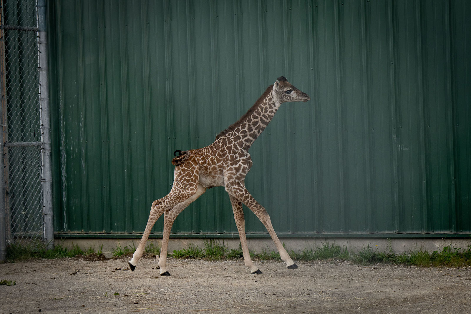 Baby giraffe stands outside...