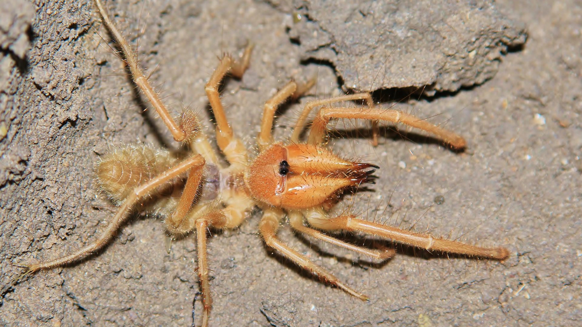 Image of sun spider, which some in southern Utah may be confusing for scorpions. (Canva)...
