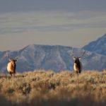 Elk relocation and sections of I-80 closure