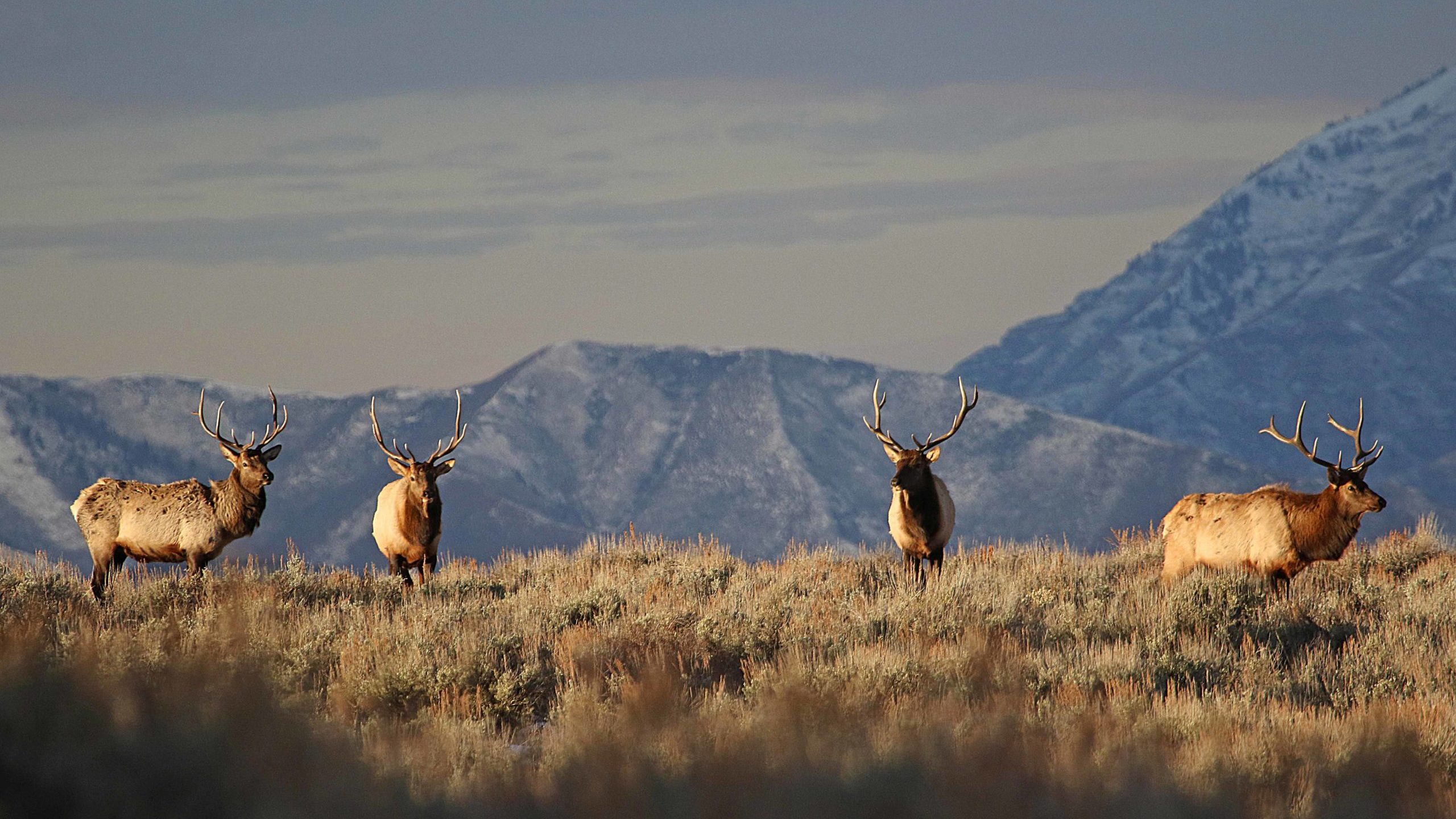 FILE: Bull elk in Utah's mountains. (Utah Division of Wildlife Resources)...