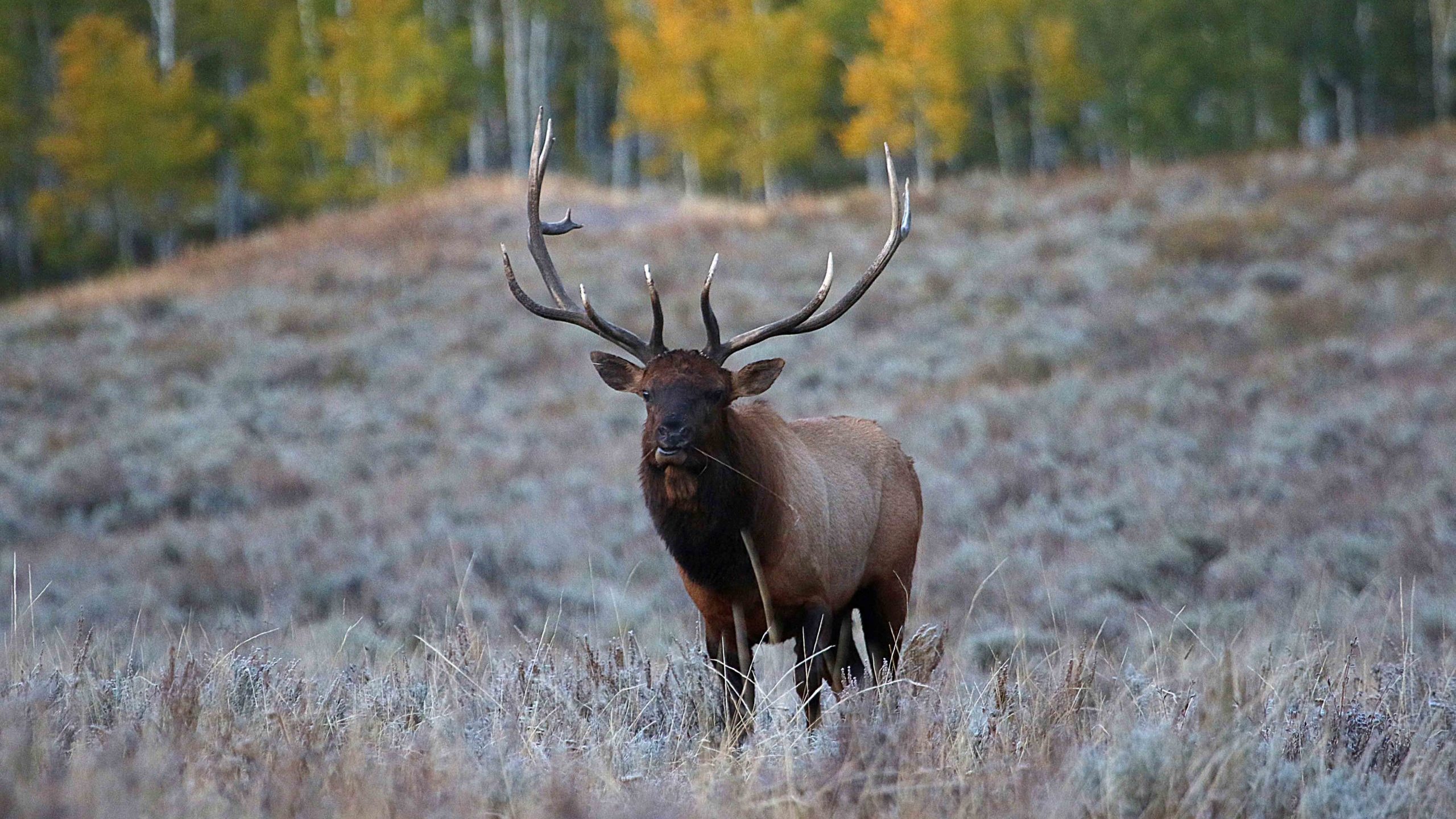There could be some changes coming to elk hunting in the state....