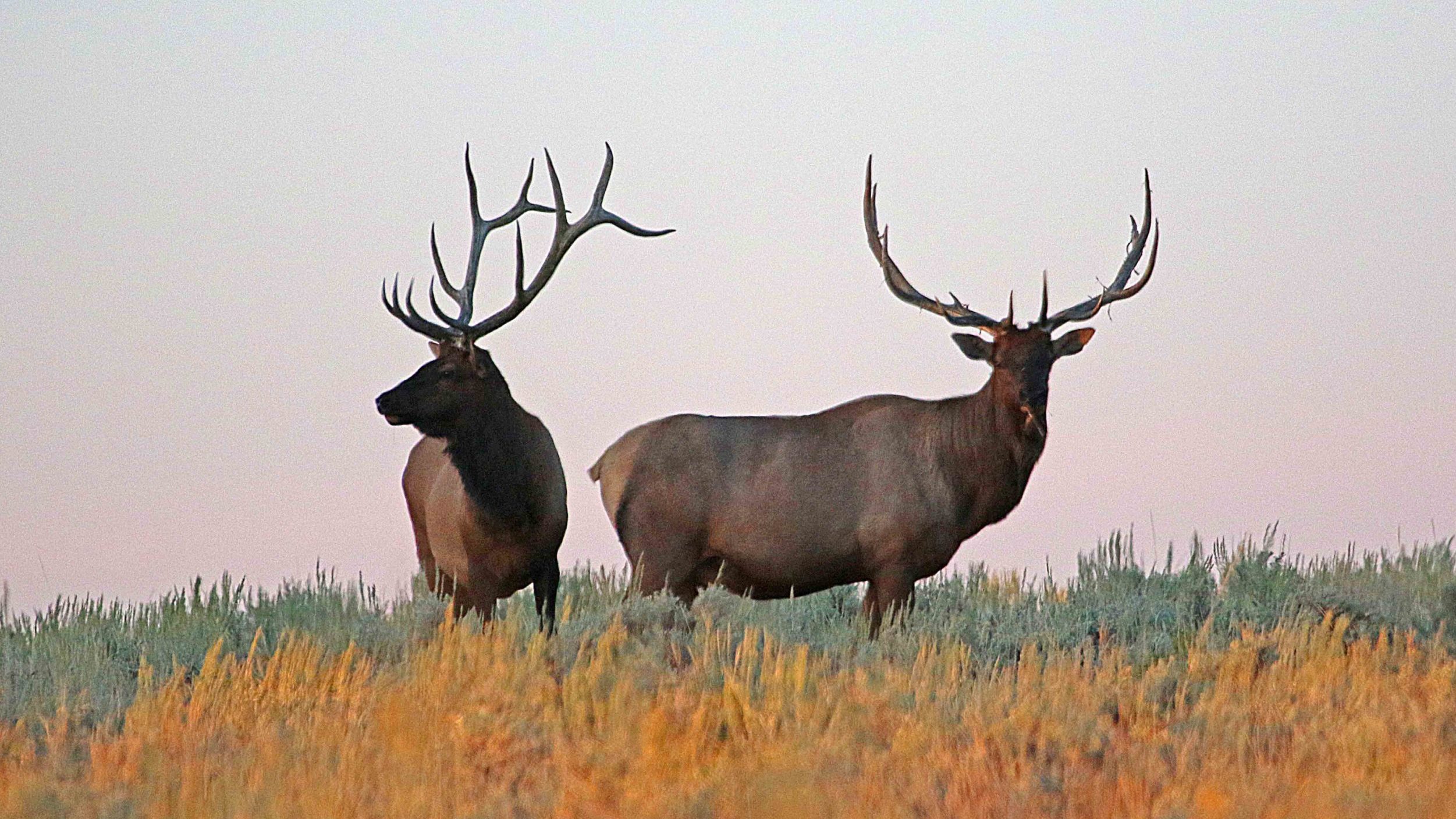 Bull Elk...