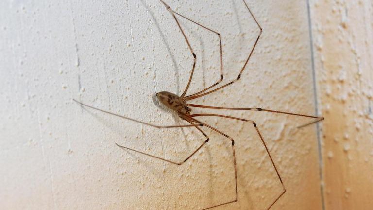 spiders inside Utah...