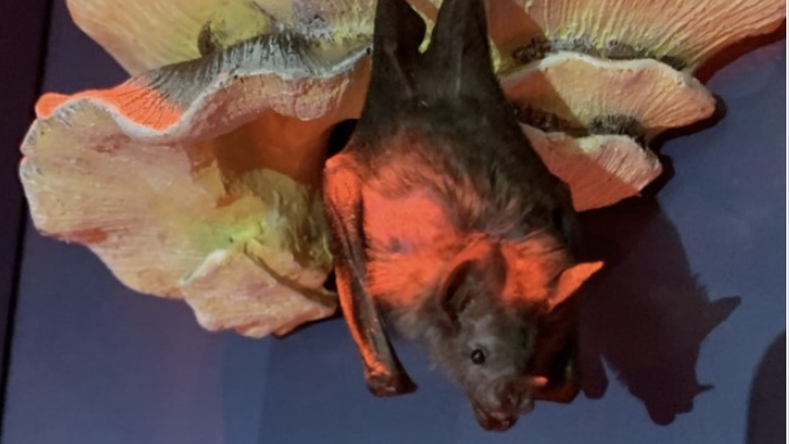 Bat exhibit...