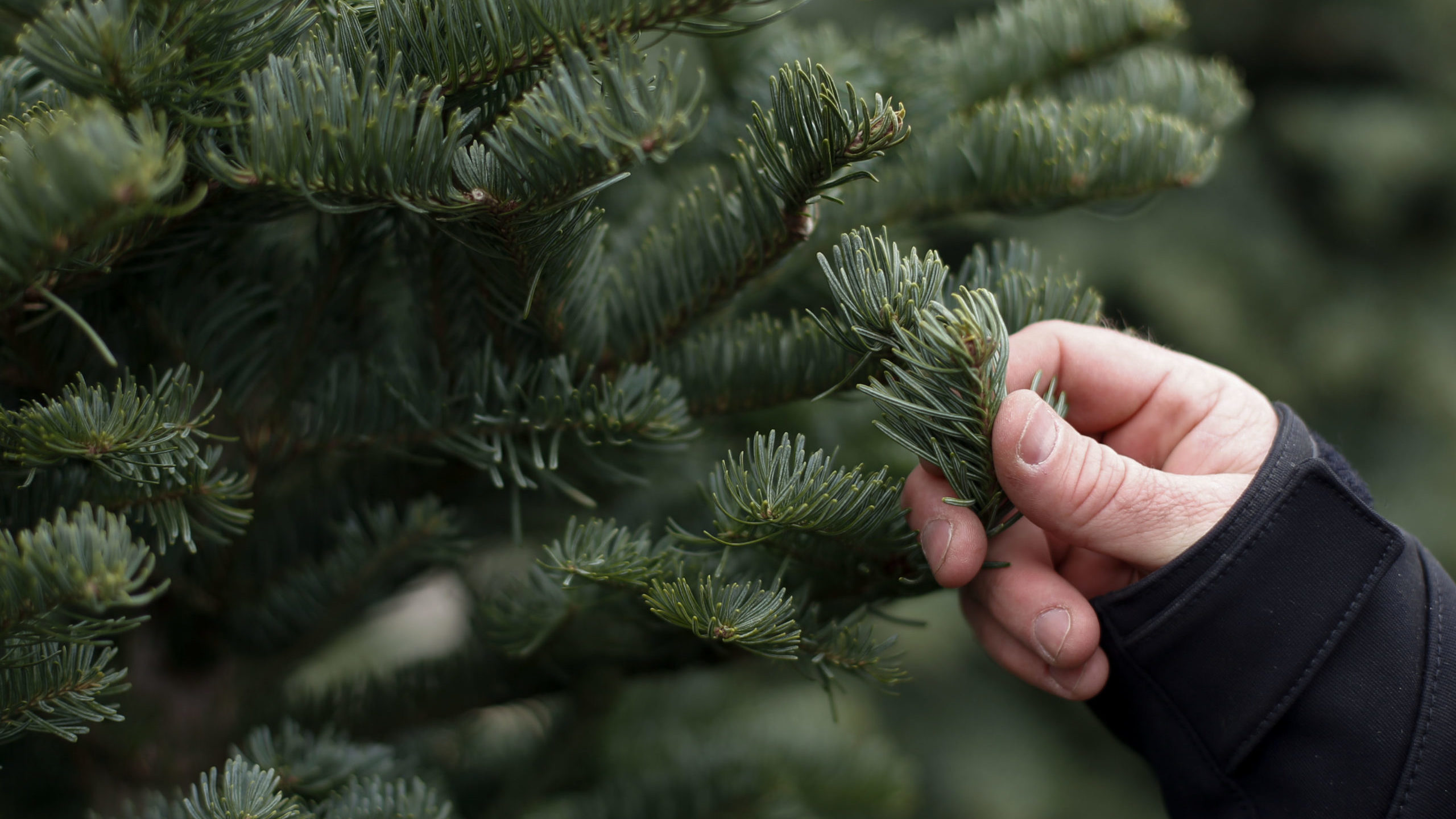 A person holds a Christmas tree branch...