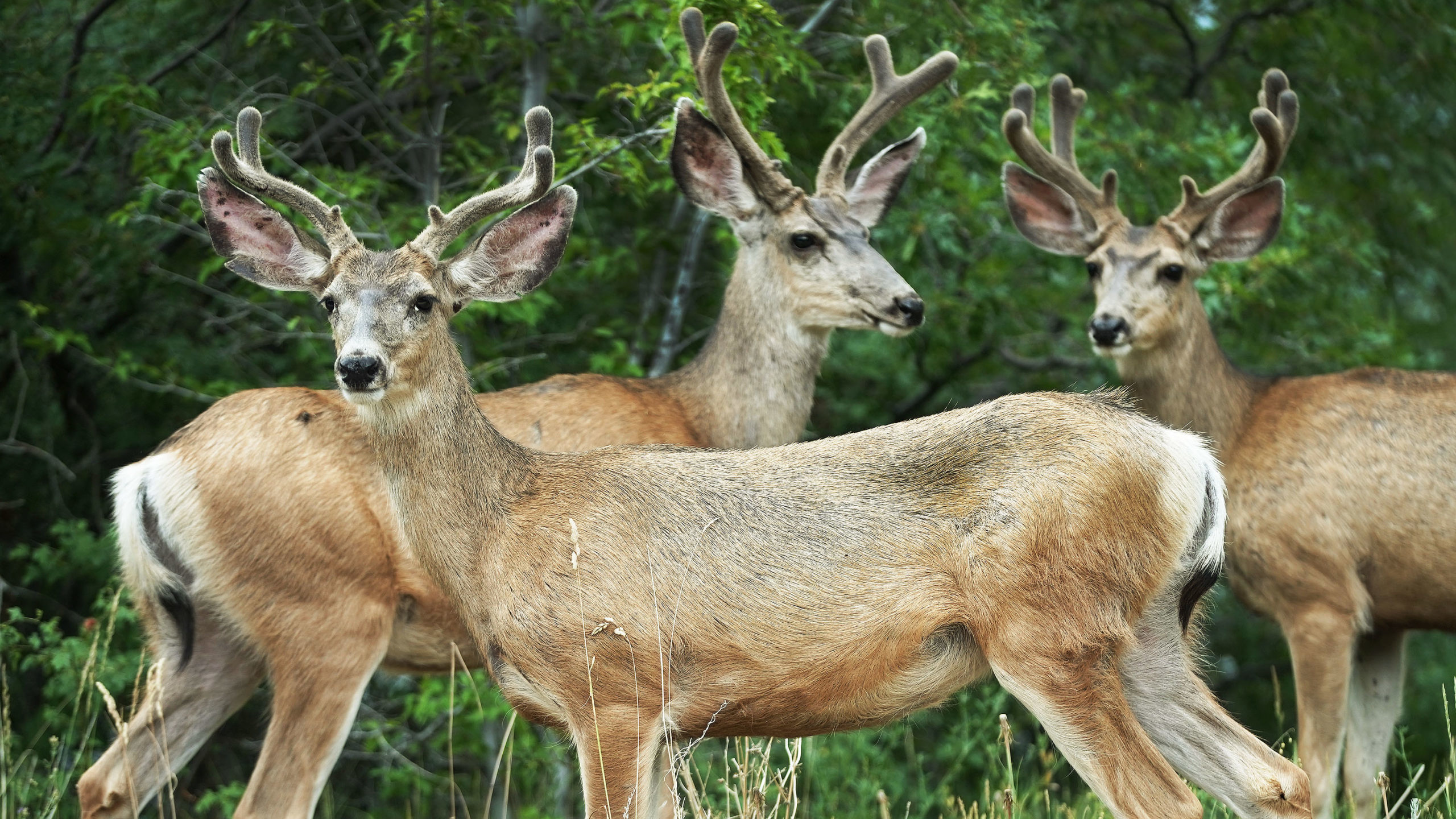 Three deer are pictured, deer populations in Northern Utah are decreasing after a hard winter and a...