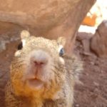 Zion National Park announces Fat Squirrel Week... it might not be what you think