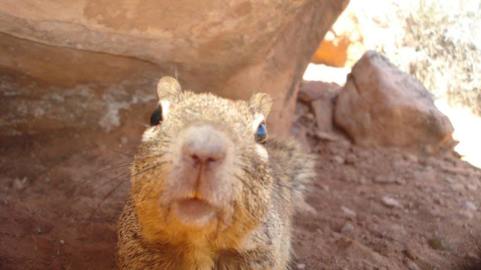 A rock squirrel at zion national park, they are the focus of fat squirrel week...