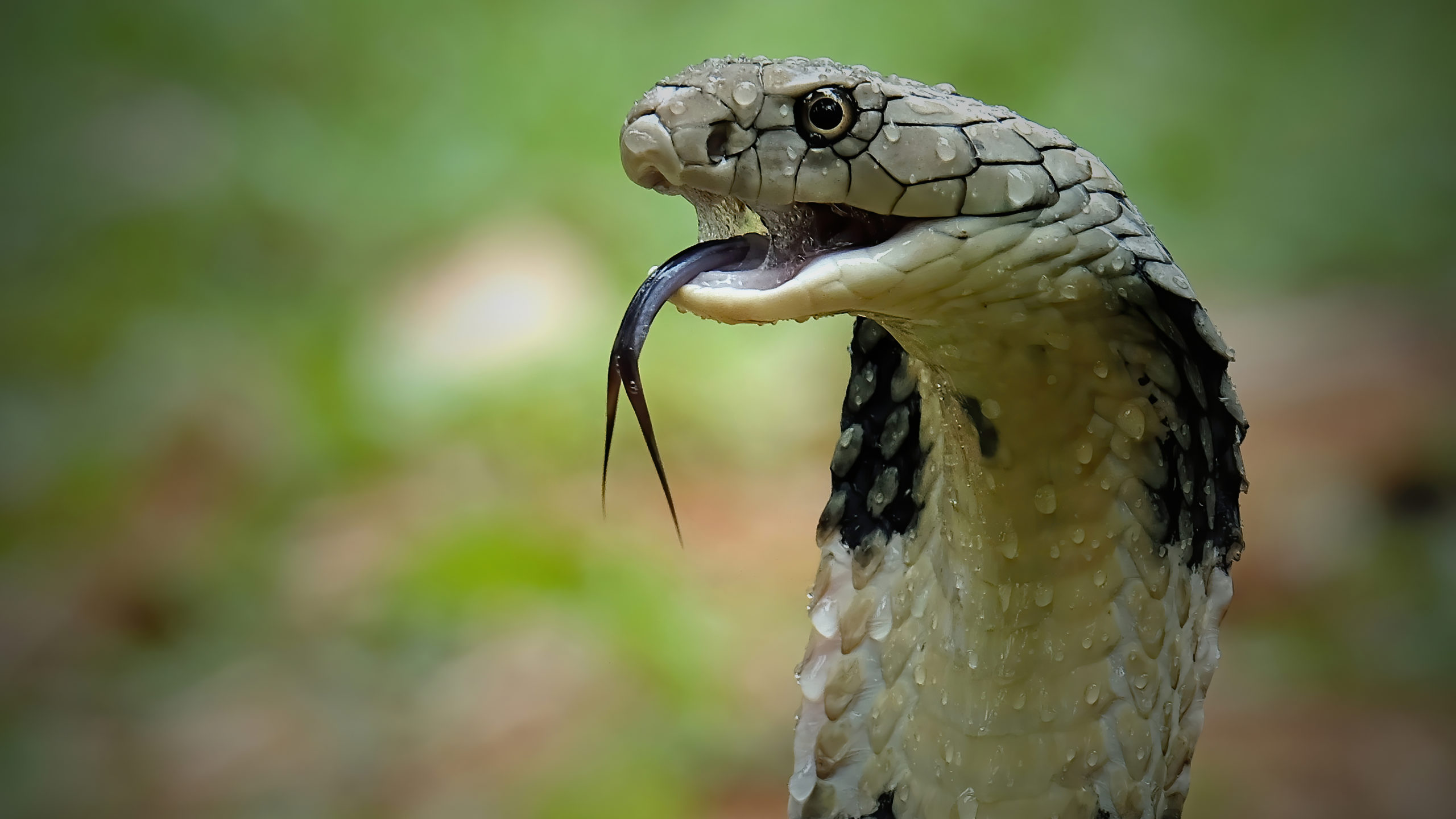 A close up of a king cobra in Indonesia and king cobras are the world's longest venomous snake, wit...