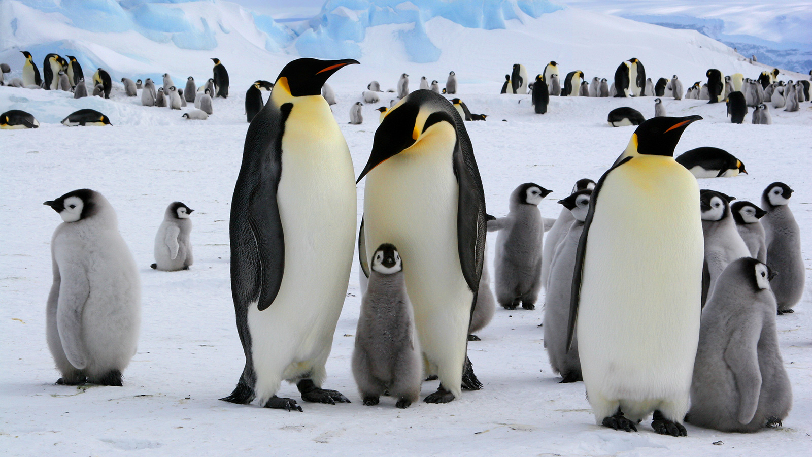 As Antarctica's emperor penguins are increasingly threatened by the climate crisis, the flightless ...