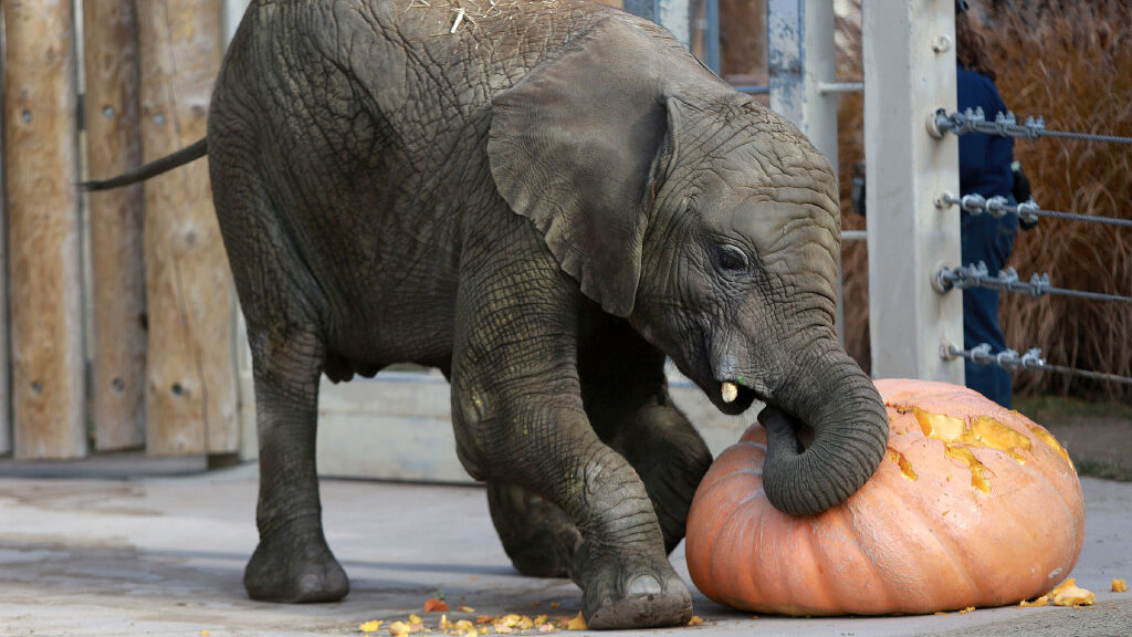 Zuri plays with a pumpkin during Feast With the Beast for Thanksgiving at the Hogle Zoo in Salt Lak...