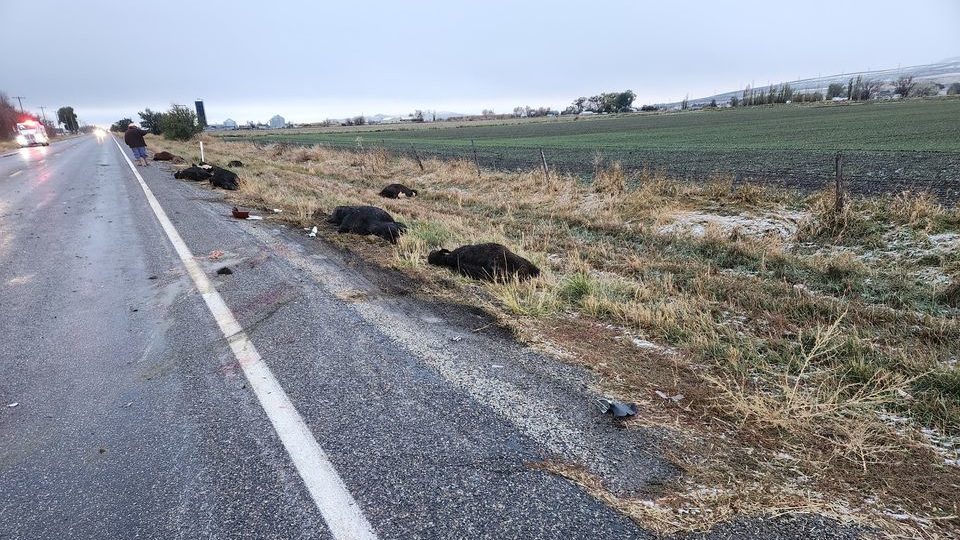 Image of the cows who were hit by cars after walking onto highway 13 in Tremonton (Photo courtesy o...