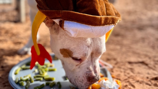 At the Best Friends Animal Society’s Sanctuary in Kanab, dozens of dogs enjoyed a gourmet Thanks...