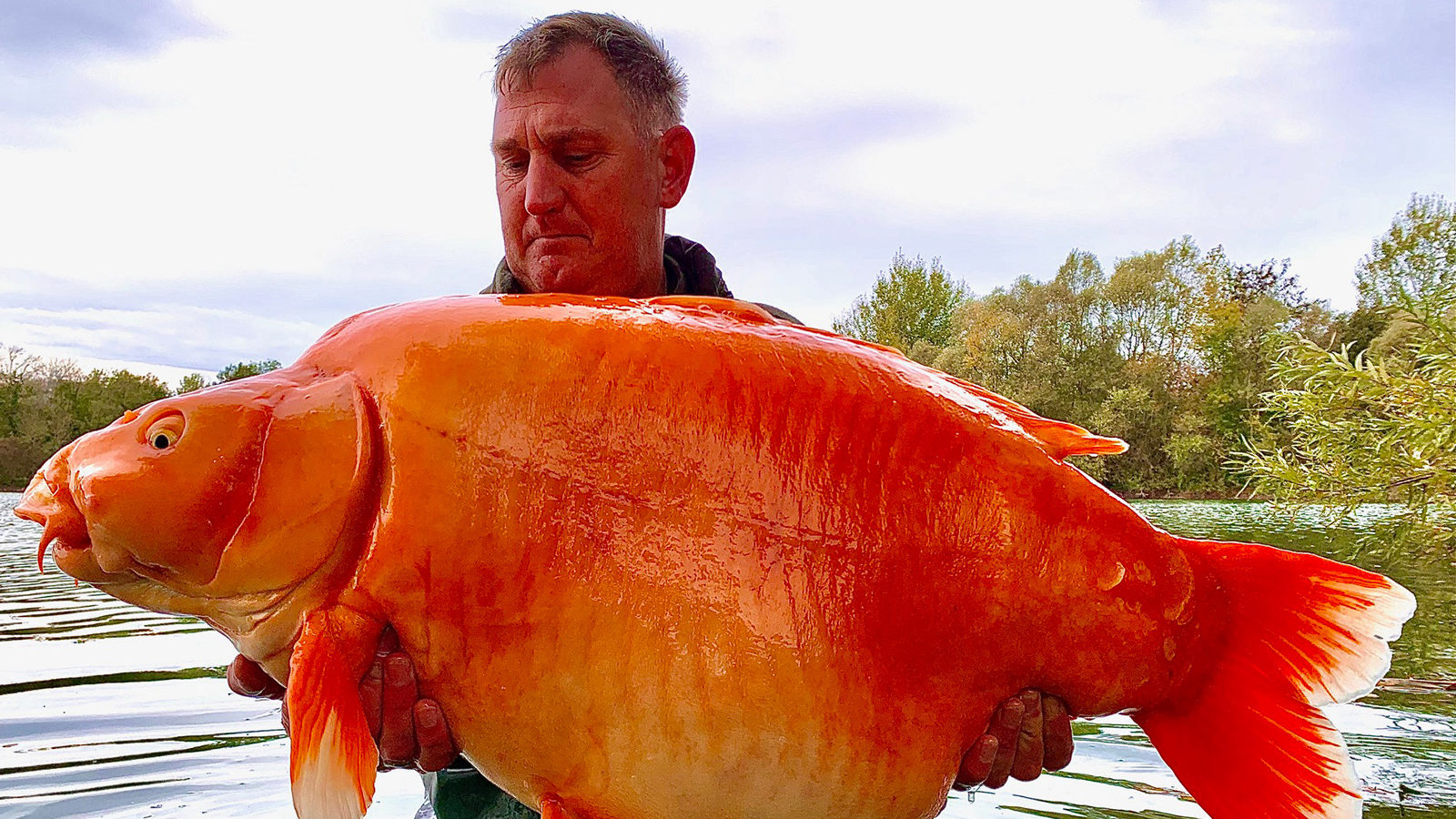 Angler Andy Hackett lands one of the world's biggest goldfish ever caught. The gigantic orange spec...