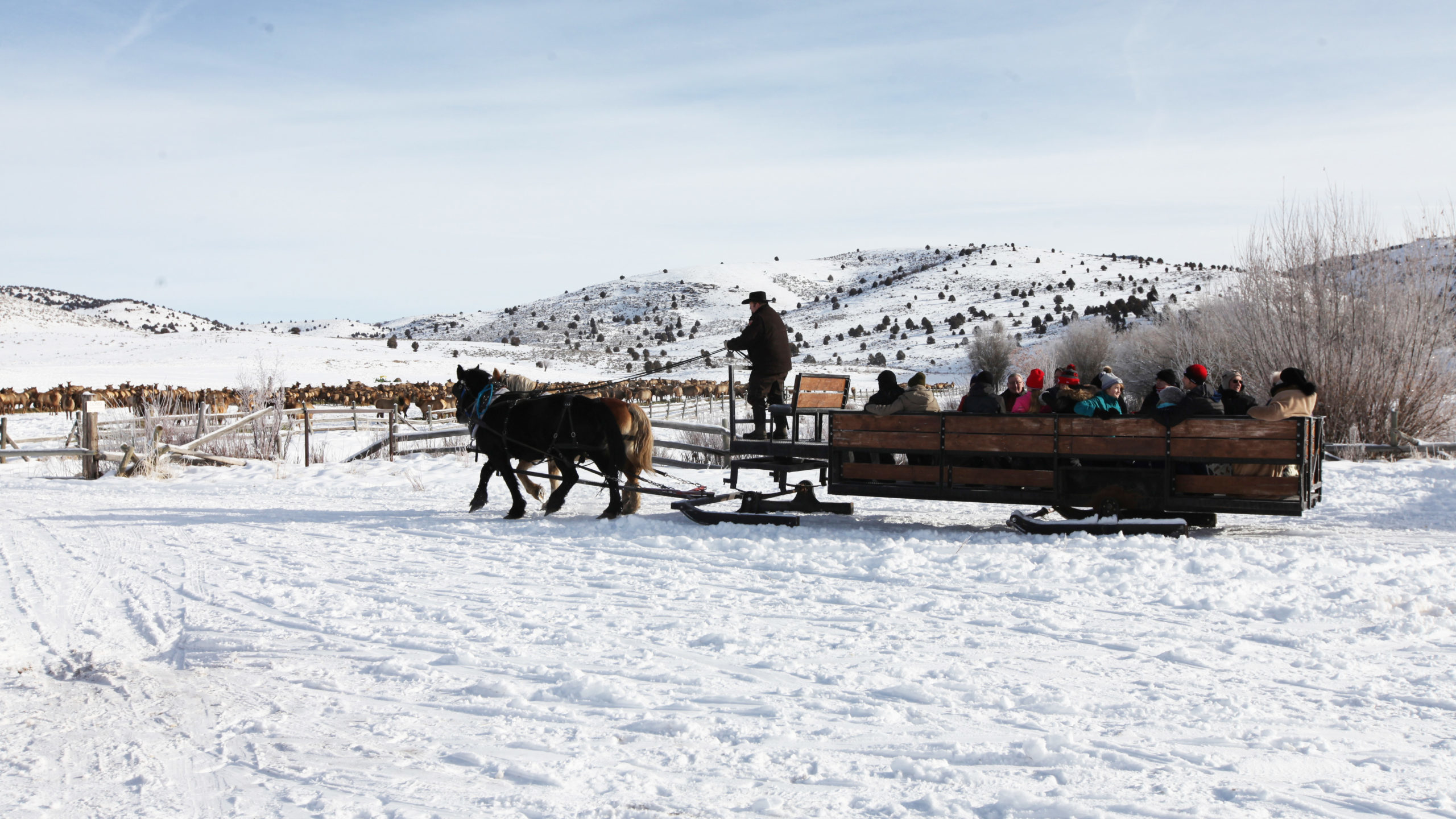 sleigh rides in utah are pictured, a horse drawn sleigh is pictured...