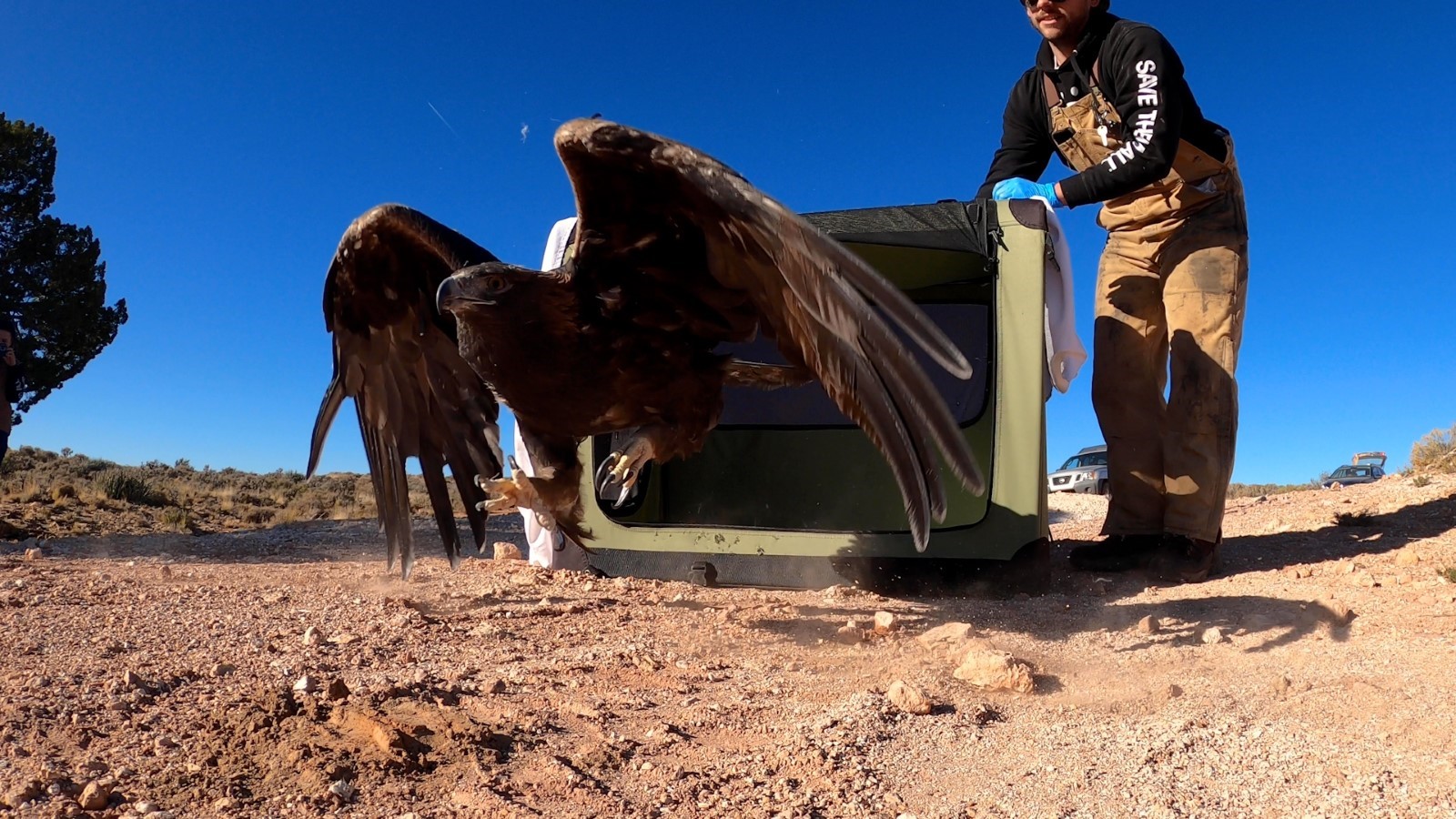 After nine months of rehab in Kanab, Utah, a formerly injured Golden Eagle has been released back i...