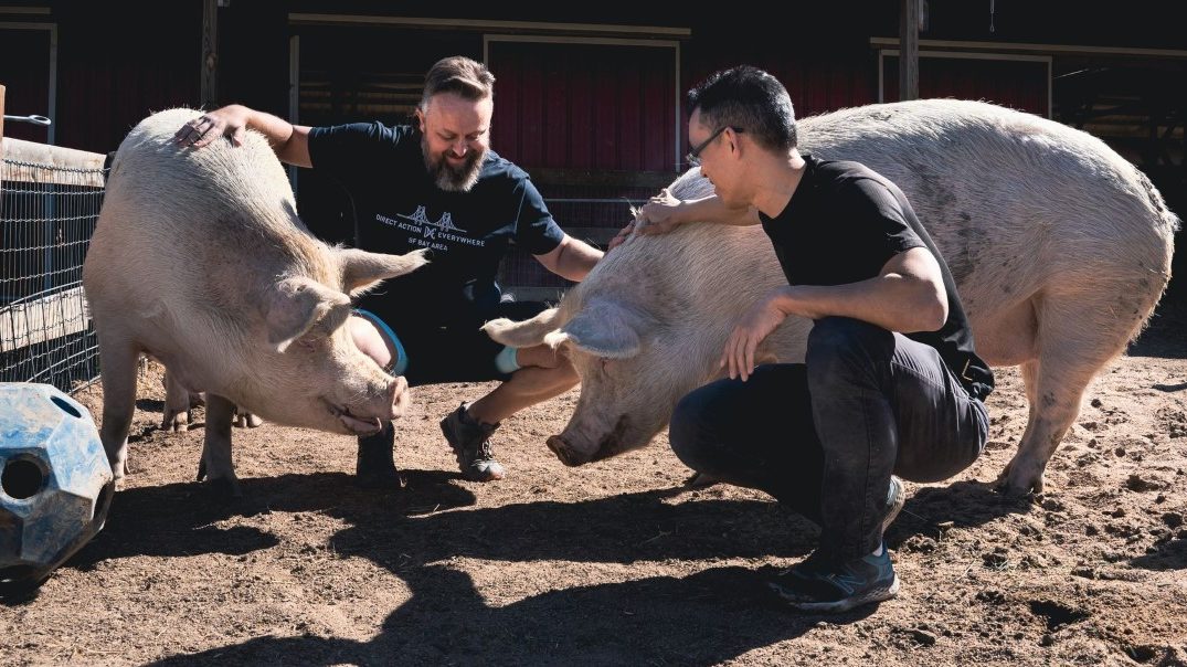 Animal activists Paul Picklesimer and Wayne Hsiung with two rescued piglets American food system....