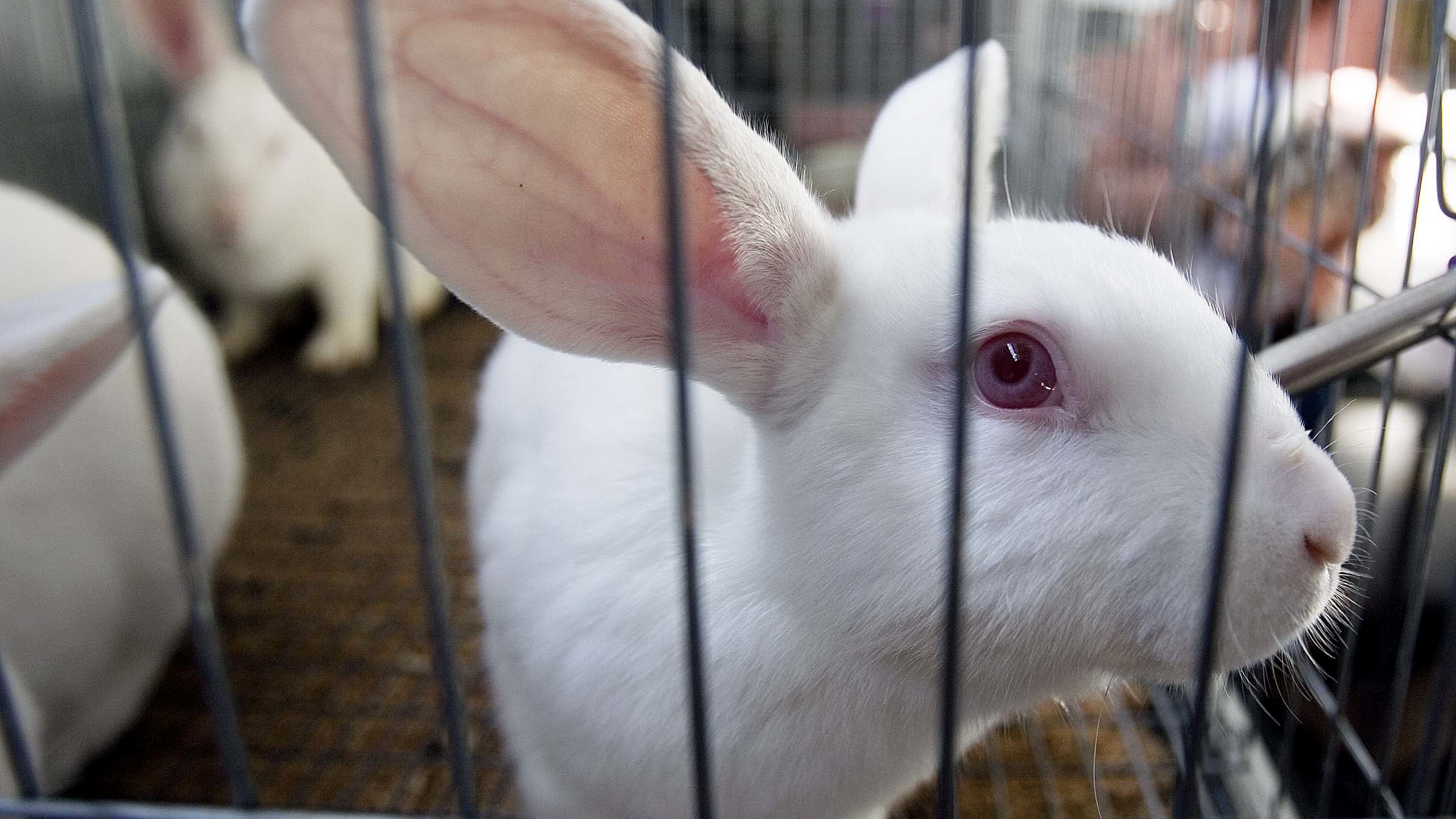 A bunch of rabbits were reported in the Butterfield Canyon area near Herriman, Salt Lake County Ser...