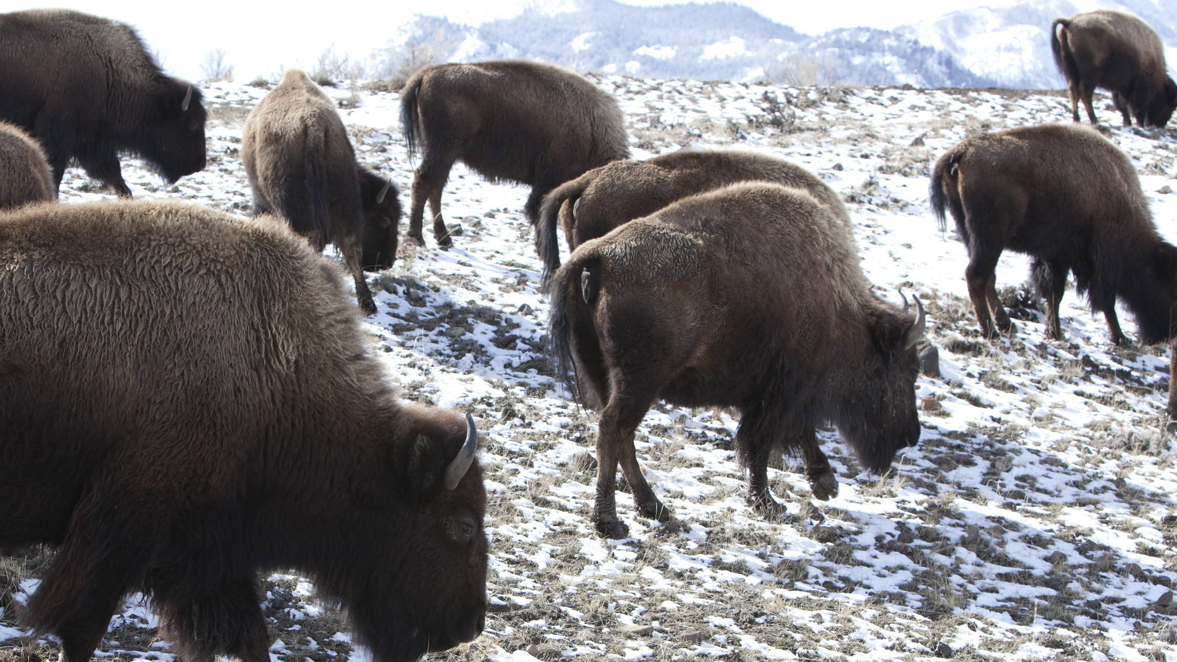 FILE - Bison roam outside Yellowstone National Park in Gardiner, Mont., on March 17, 2011. Thirteen...