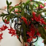 5 plants that say `holiday season,' and how to care for them