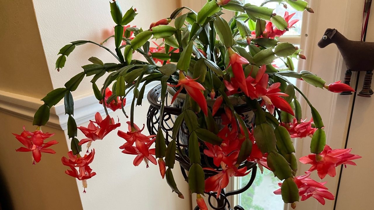 Gardening writer Jeff Lowenfels identifies five classic holiday plants: paperwhites, poinsettias, C...