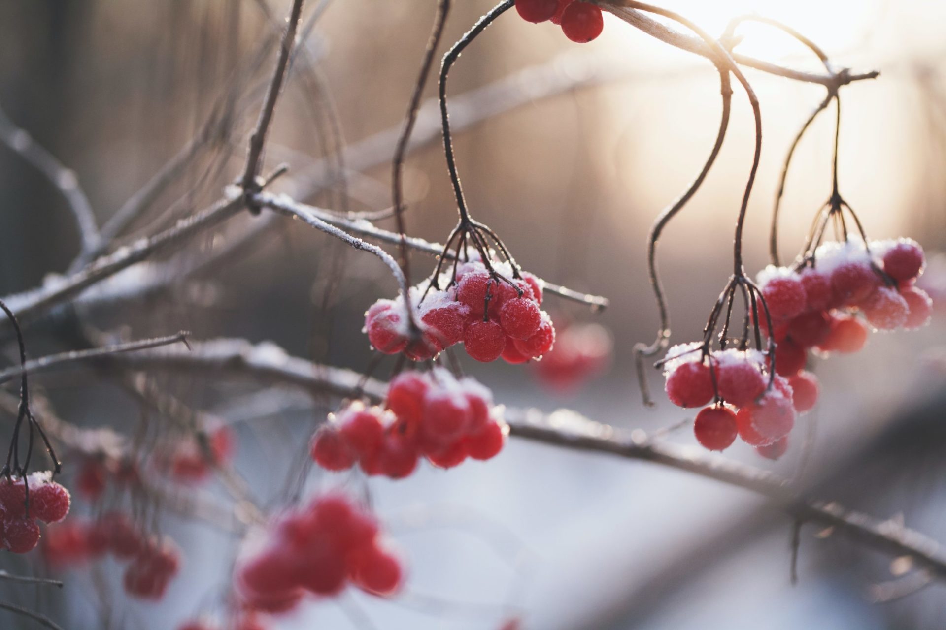 Red berries hanging from thin branches lightly coated with snow...