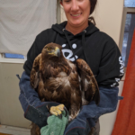 Lauren Ross of Wild Friends with the eagle as he recovered 