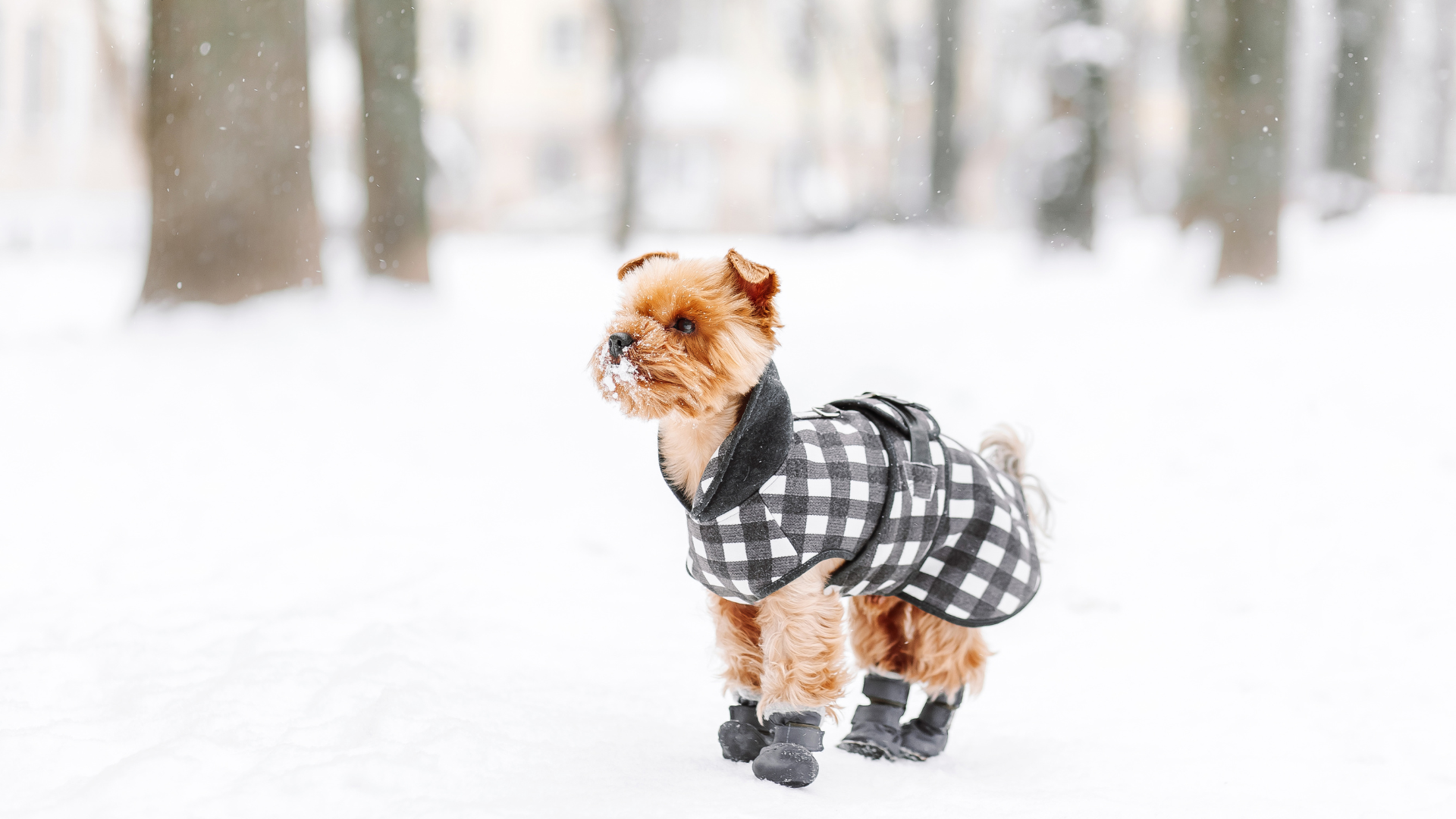 a small dog wearing shoes and a jacket is pictured in the snow...
