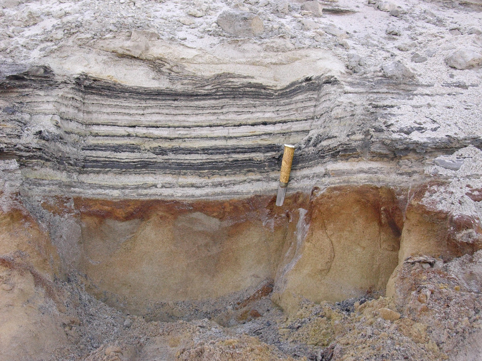Close-up of organic material in the coastal deposits. The organic layers show traces of the rich pl...