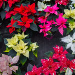How to to keep your poinsettias healthy this winter season