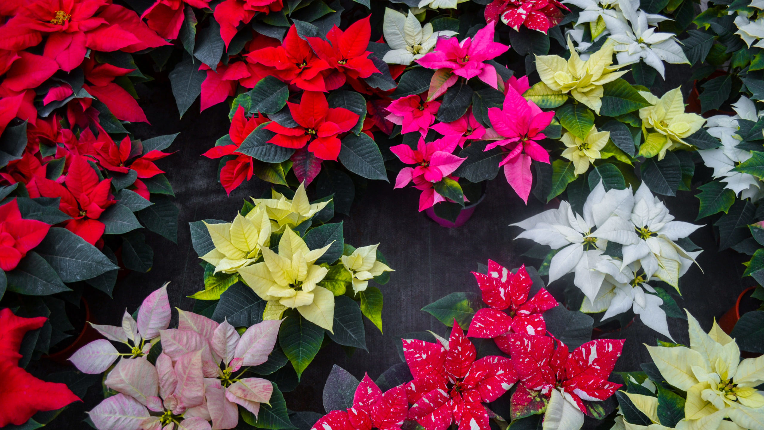 Utah State University Extension horticulturist, Taun Beddes shares how to keep your poinsettias hea...