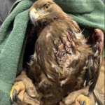 The eagle was stabilized by Wild Friends staff prior to surgery 
