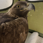 After the anesthesia from his surgery wore off, the eagle was bright and alert 