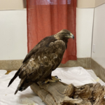 The eagle was monitored closely post-surgery 