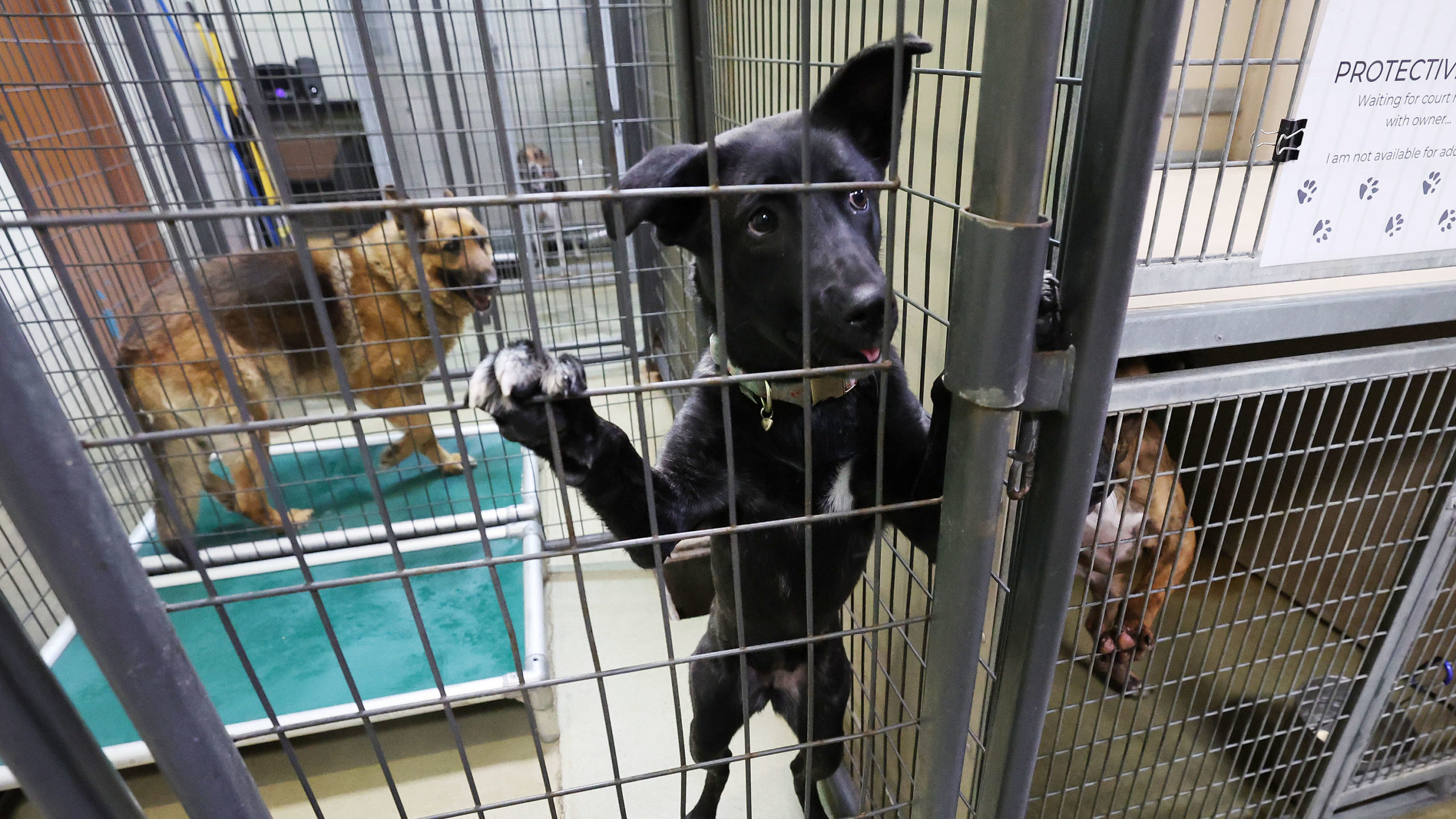 Animal shelters inundated, pushing capacity after new year