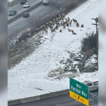 Elk stopping traffic on westbound I-80 in Salt Lake City
