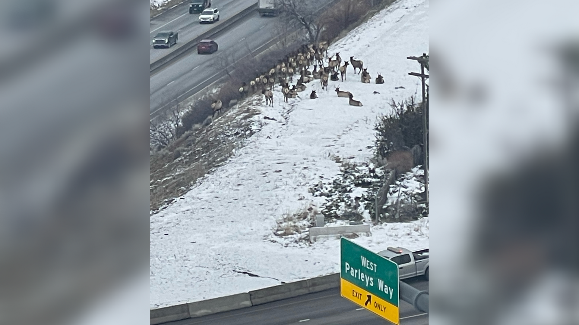 A herd of elk was crossing lanes of westbound I-80 in Salt Lake City on Thursday....
