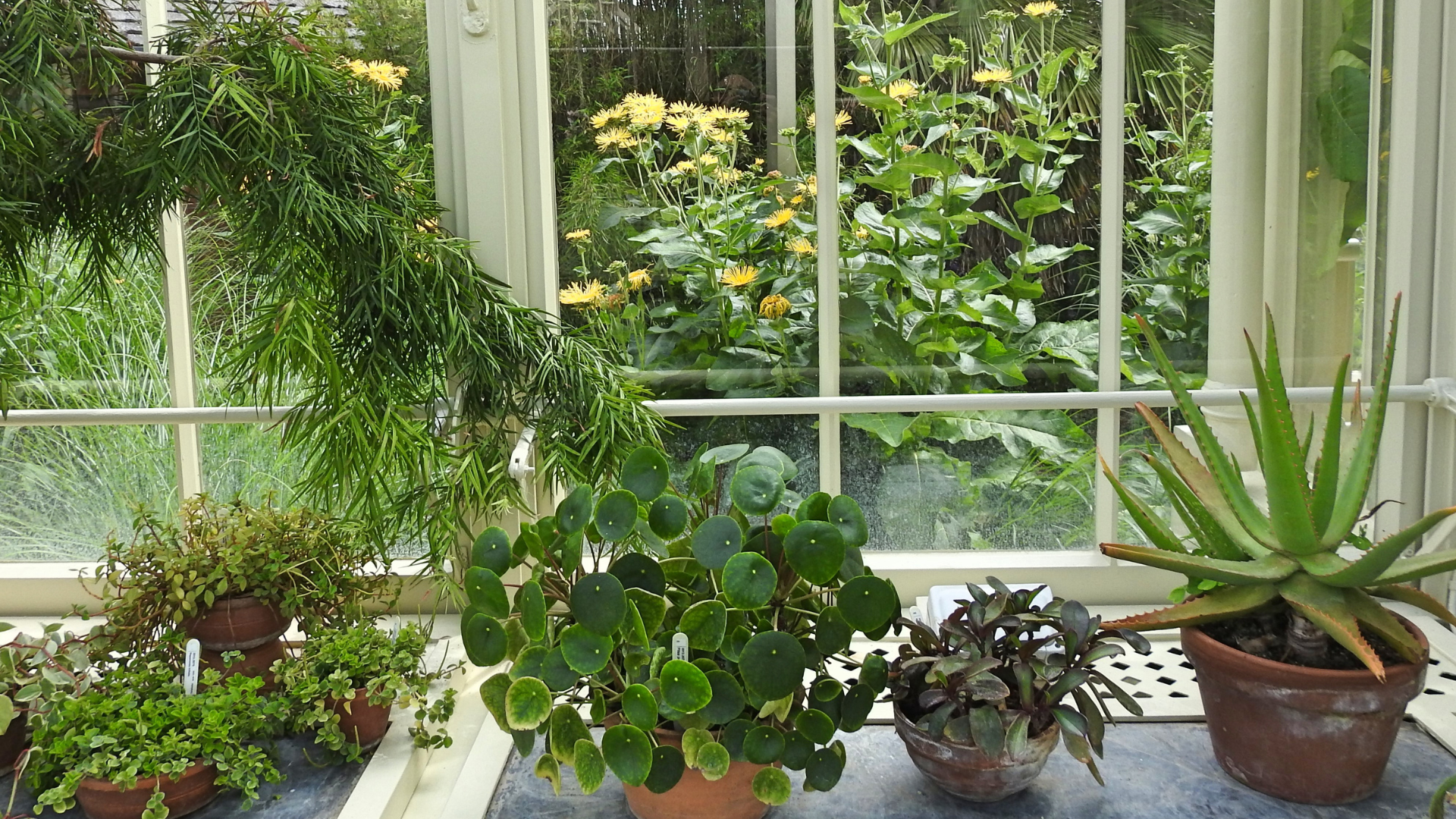 Here are some of the many easy houseplants that beginning gardeners will be able to care for and he...