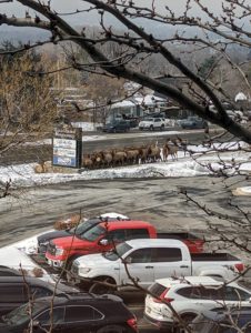 Herd of elk trying to get home in Salt Lake City on Thursday, January 26, 2023.