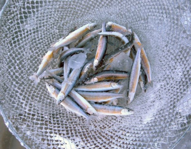 Winterfest Net Of Cisco Fish