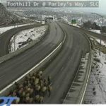 Elk stopping traffic on Foothill Drive near I-80